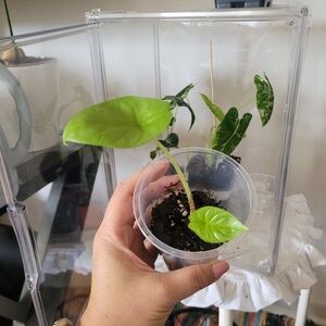 Silver Dragon Scale alocasia